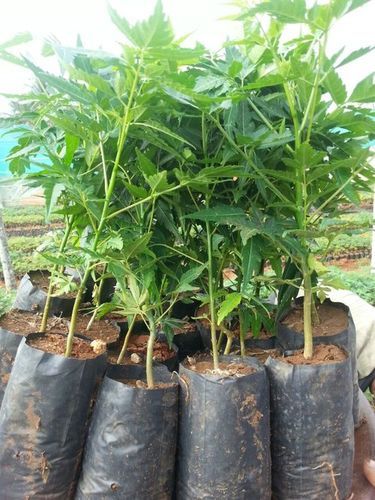 Malabar Neem Plant