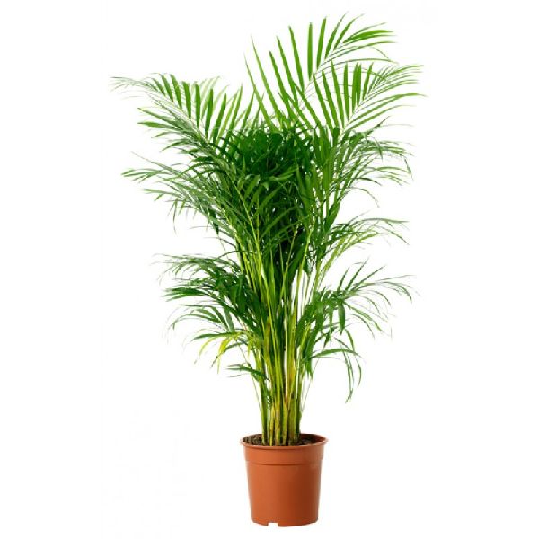 Palm Plant, for Garden, Color : Green