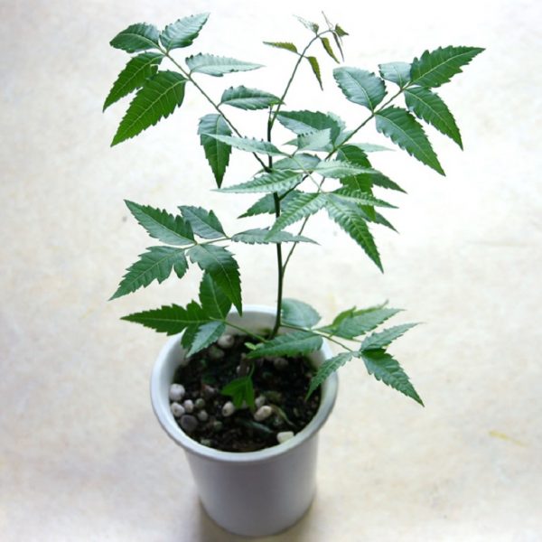 Organic Sheesham Plant, Color : Green