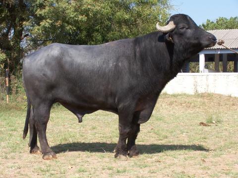 Mehsana Buffalo