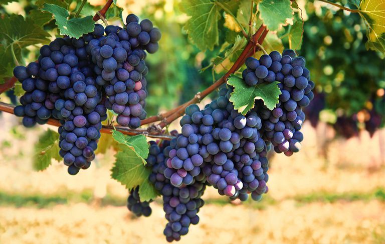 Organic Fresh Black Grapes, Variety : Sharad Seedless