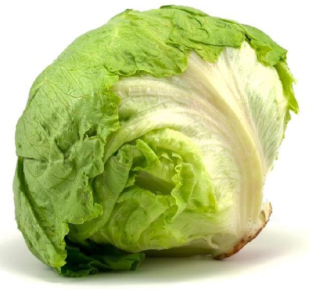 Fresh Iceberg Lettuce, Speciality : Pesticide Free