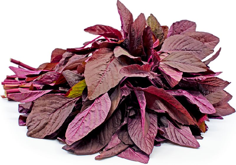 Fresh Red Amaranth Leaves at Best Price in Nashik Shevanta Agro