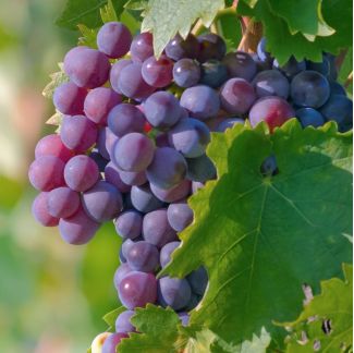 Organic Fresh Black Grapes, Packaging Size : 10-20kg