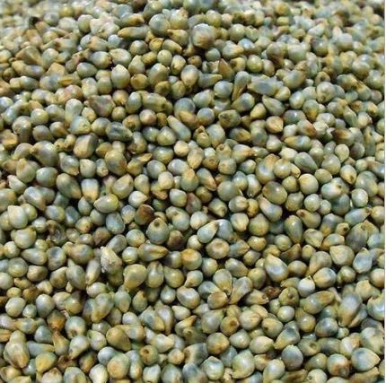 Organic Pearl Millet Seeds, Packaging Type : Gunny Bag, Plastic Bag