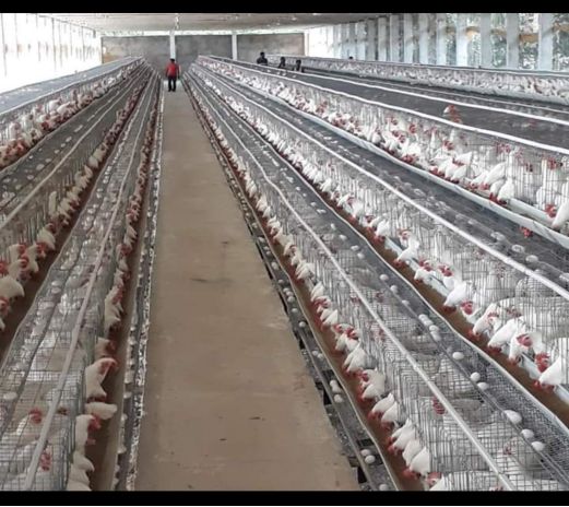 TAUNK GI Egg Cages, for Agricultural Use, Animal Feeding