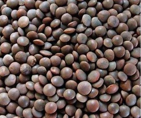 Black Lentils