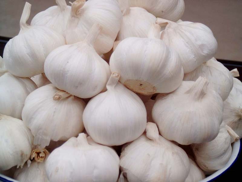 Organic Fresh White Garlic, for Cooking, Style : Natural
