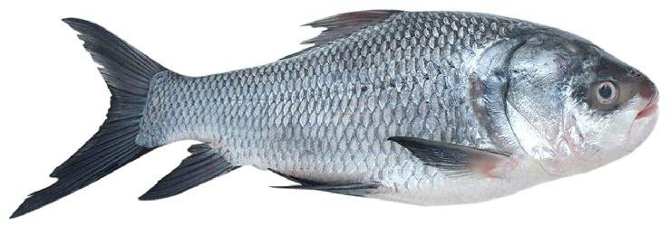 Frozen Catla Fish, for Cooking, Human Consumption, Feature : Good Protein