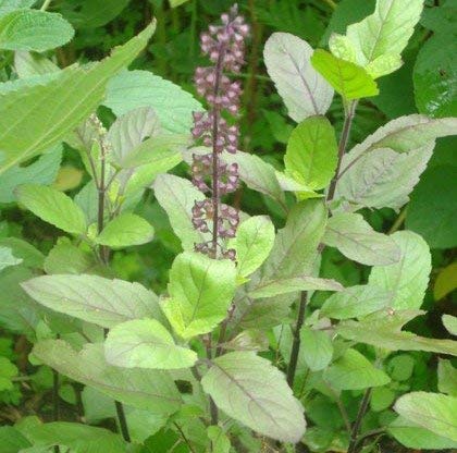 Organic Tulsi Plant, Color : Green