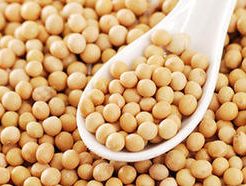 Natural Soybean Seeds, for Human Consumption, Feature : Low In Saturated Fat