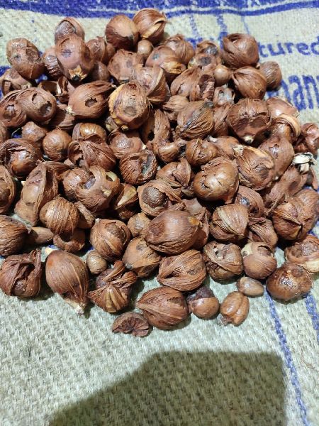 Organic Areca Nut