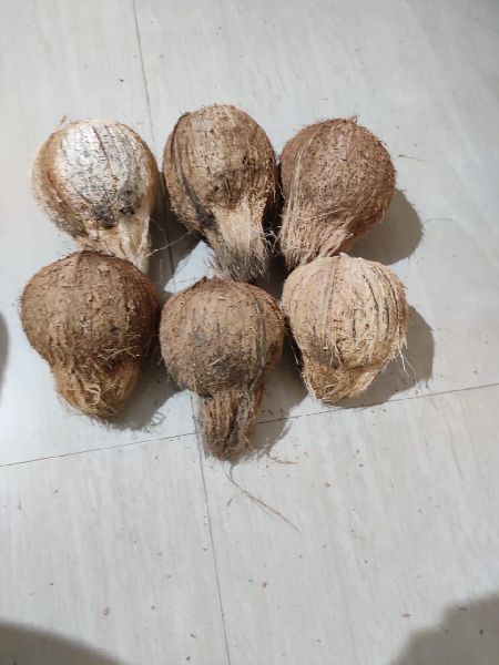 Coconut Without Husk, Packaging Type : Plastic Bags