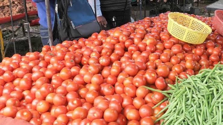 Common Fresh Natural Tomato, for Cooking, Skin Products, Packaging Size : 5-20kg