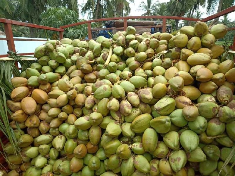 Tender coconut, Feature : Fresh, Good For Health