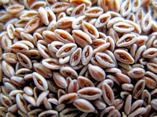 Common Organic Psyllium Seeds, for Medicinal, Purity : 99%
