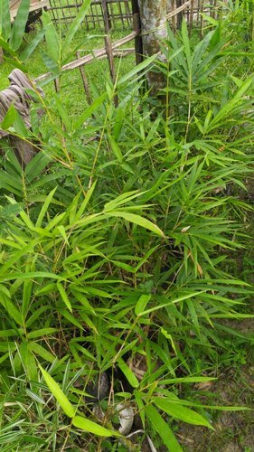 Bamboo Plants Manufacturer in Hojai Assam India by Bio Horticulture ...