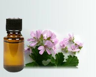 Geranium Oil, for Diffusion, Packaging Type : Bottle