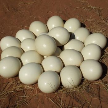 Ostrich Eggs, Packaging Type : Brown for Bakery Use