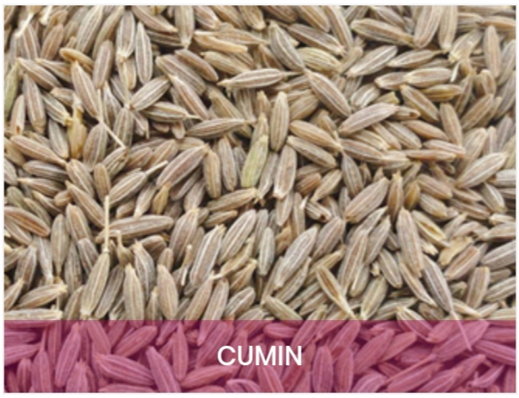 Cumin Seeds By World Live Exports Cumin Seeds From Madurai Tamil Nadu Id 5188492