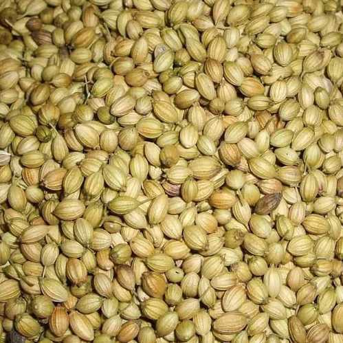 Organic coriander seeds, Purity : 99%