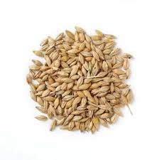 Organic barley seeds, Packaging Type : Pp Bag