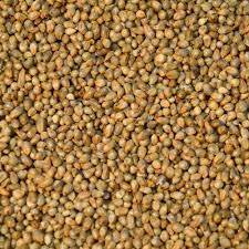 Organic Pearl Millet Seeds, Packaging Type : Gunny Bag, Plastic Bag