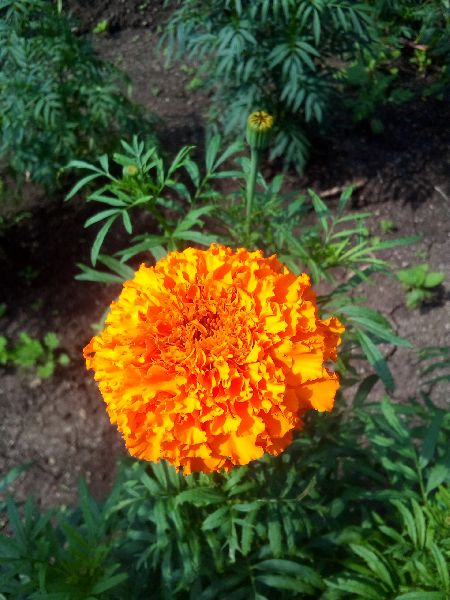 fresh marigold flower