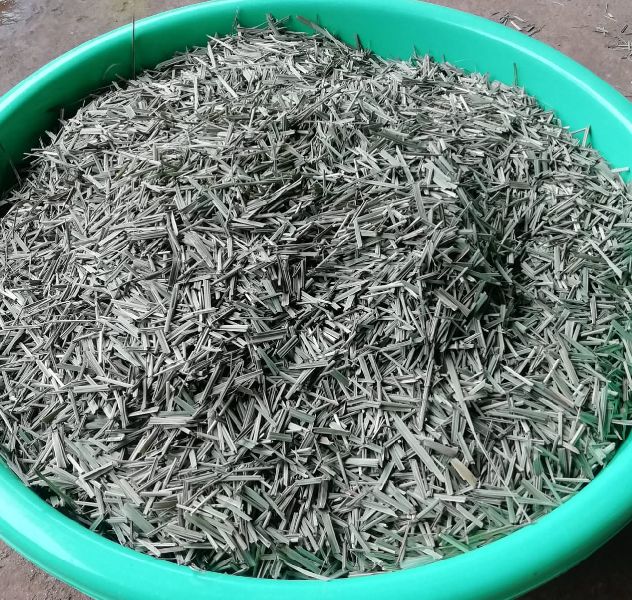 Lemongrass Seeds