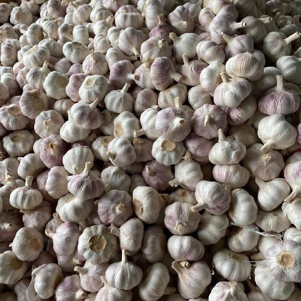 Garlic, Packaging Type : White, Certification : Gap