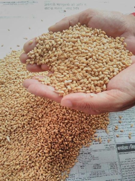 Natural wheat grain, Packaging Size : 25-50kg