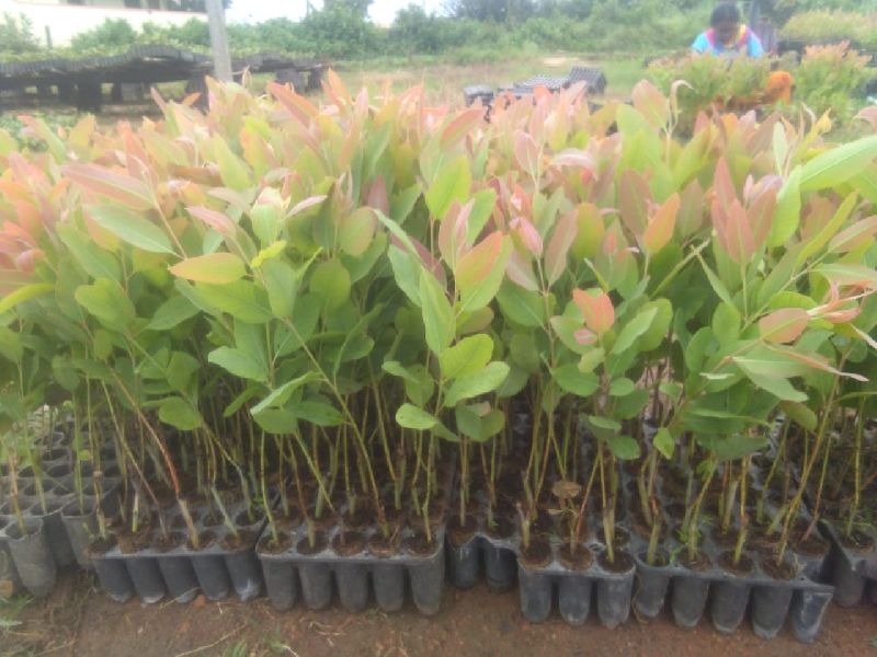 Green House Eucalyptus Plants, Length : 8 - 12 Feet