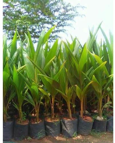 Organic Desi Coconut Plants, Color : Green