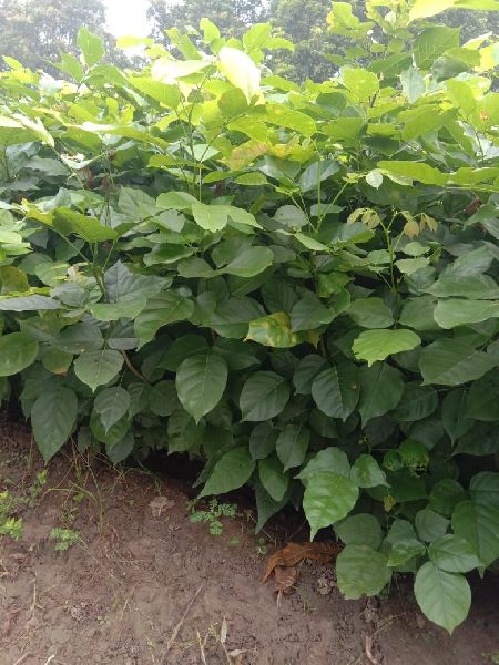 Karanja Plants