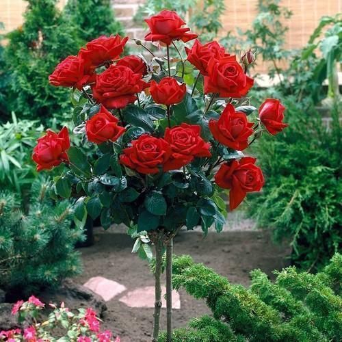 rose plants