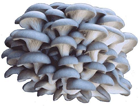 Organic Grey Dry Oyster Mushroom, Packaging Type : Polythene Bag