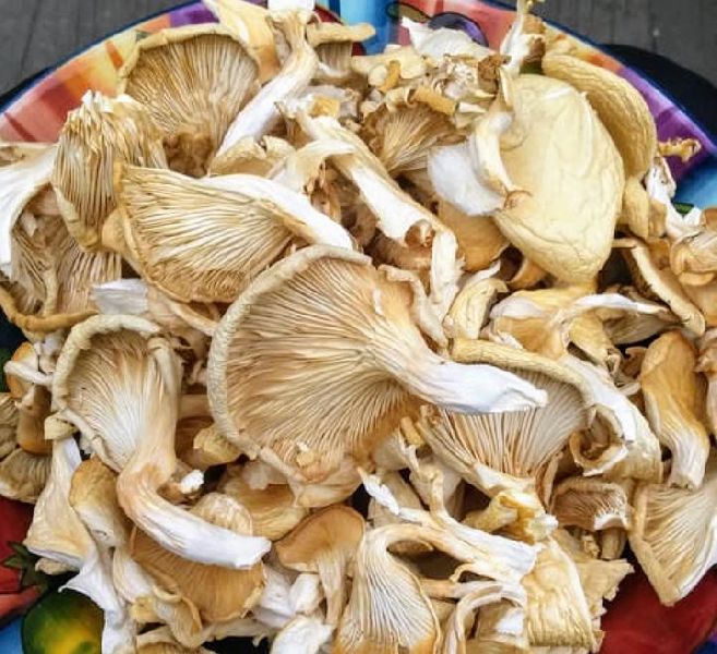 Natural Dry Oyster Mushroom