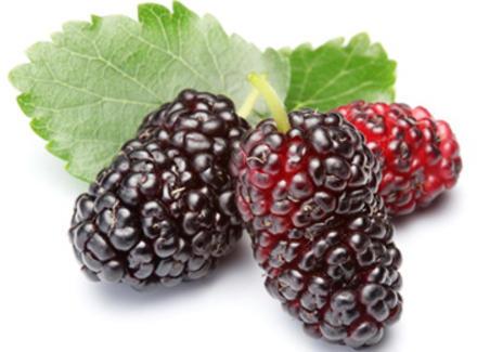 Organic Fresh Mulberry, Packaging Type : Plastic Packet