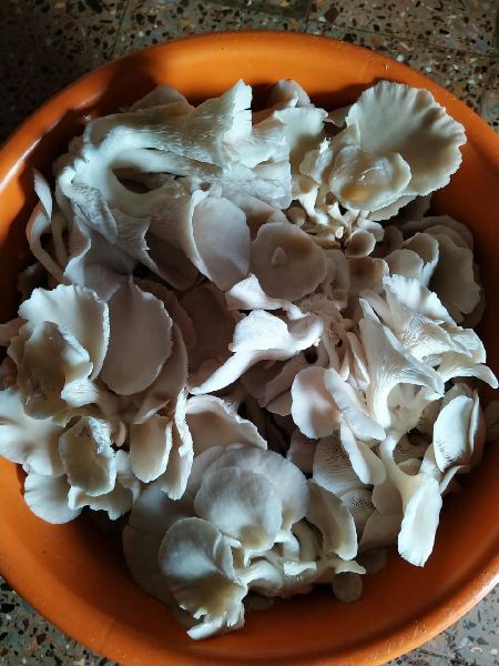 Organic Oyster Mushroom, for Cooking, Color : Creamy
