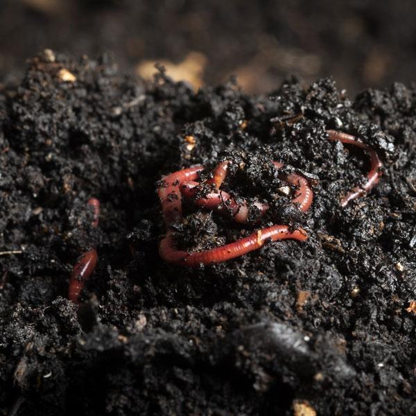 Organic Vermicompost, for Agriculture, Packaging Size : 50kg