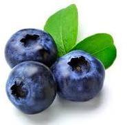 Fresh Blueberry