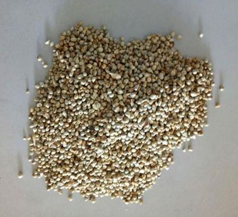 Millet Seeds, for Cattle Feed, Cooking, Color : Green