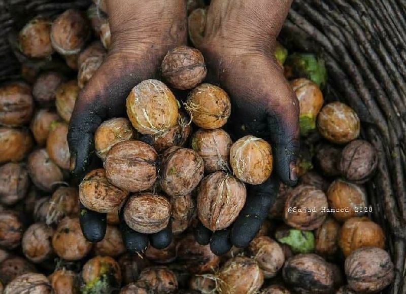 Organic Kashmari walnuts, Shelf Life : 1Year