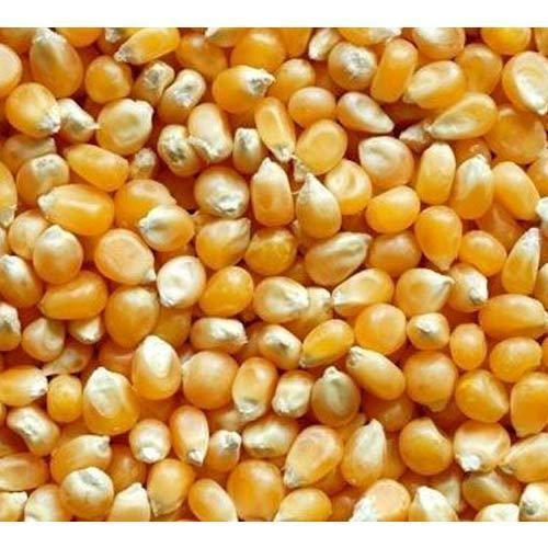 Organic Maize Seeds, for Animal Food, Cattle Feed, Packaging Type : Jute Bags, Plastic Pouch