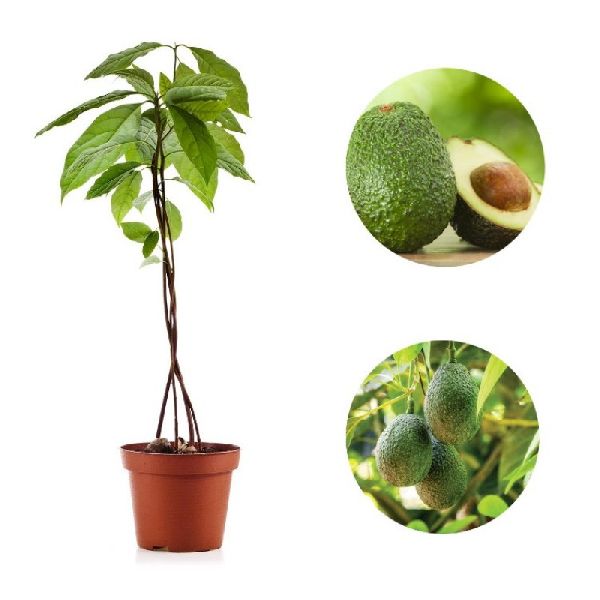 Avocado Plant, for Fruits