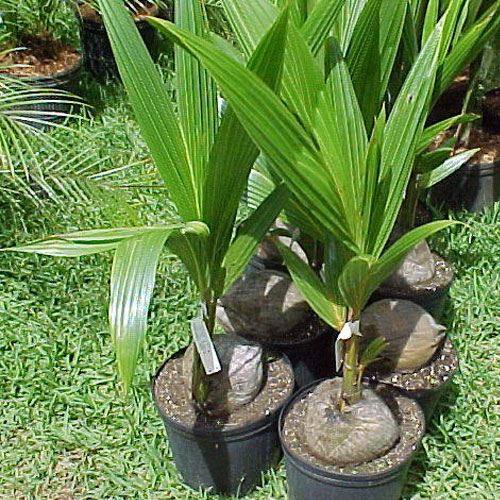 Organic coconut plant, for Outdoor, Color : Green