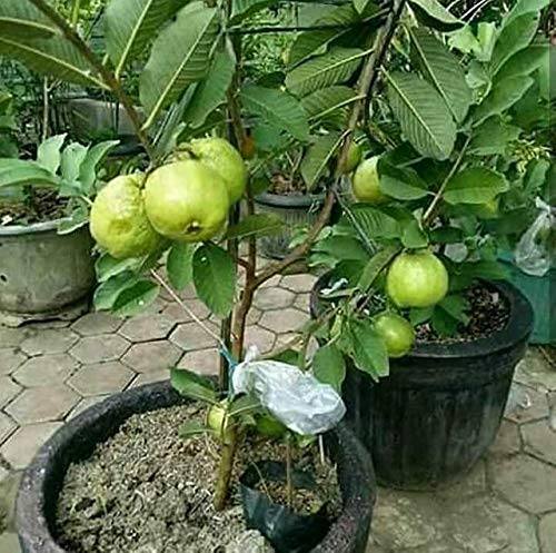 Organic guava plant, Feature : Disease Free, Fast Growth