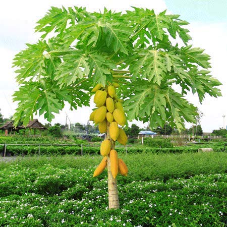 Papaya plant, Packaging Type : Pp Bag