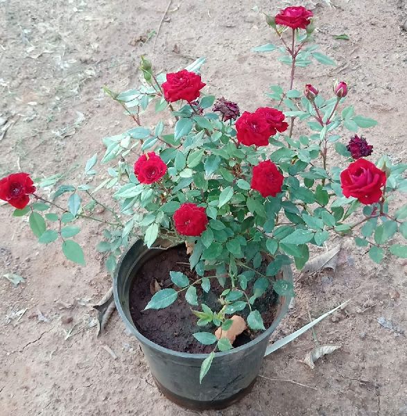 Rose Plant, Color : Multicolor