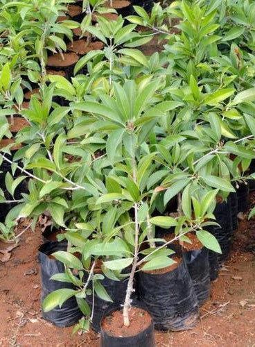 Sapota Plant, for Agriculture